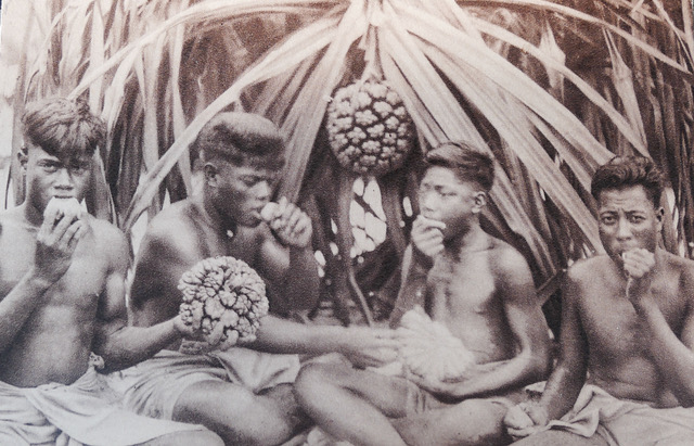 An old postcard showing men sitting and eating pandanus fruit raw - a large football sized fruit hangs in the background
