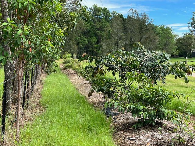 A row of young fruit trees planted in mounded soil