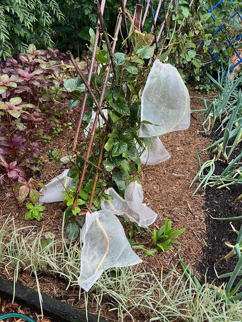 beans on a vine protected by mesh bags