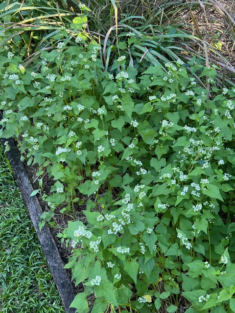 buckwwheat in a garden bed 